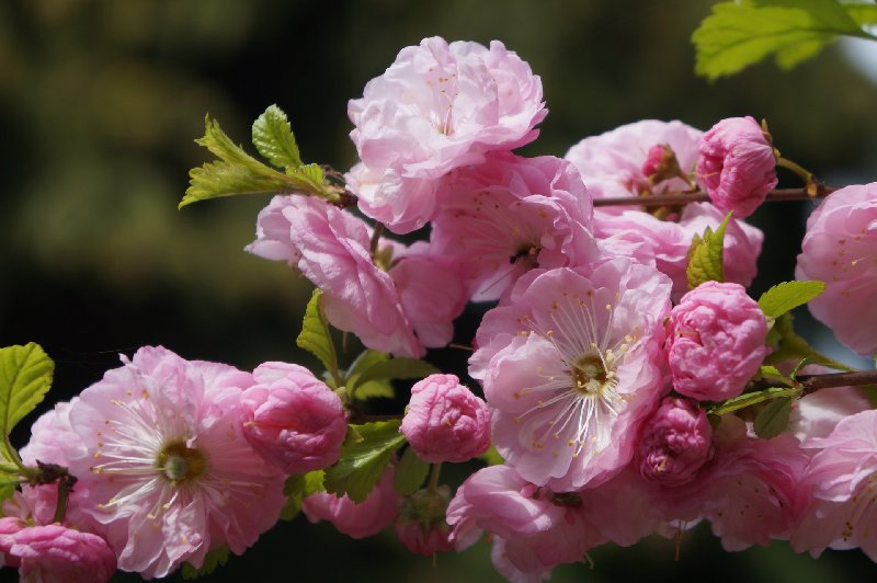 Bardzo dekoracyjny migdałek