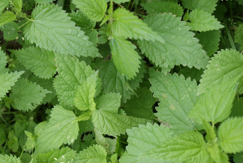 Właściwości pokrzywy dla zdrowia i urody